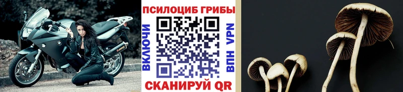 Галлюциногенные грибы Cubensis Арамиль